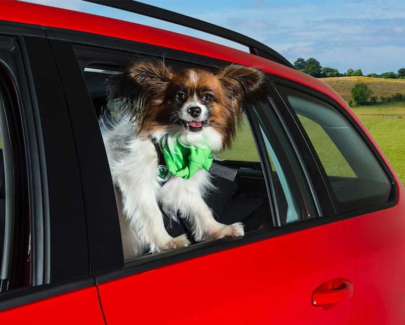 Paws for thought to keep dogs cool this summer